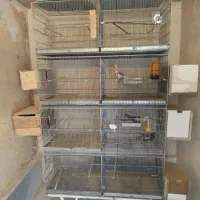 عروس هلندی و قفس هشت خان|پرنده|ساوه, |دیوار