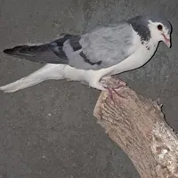 دمگیر بدرنگ کبوتر کفتر|پرنده|اصفهان, دهنو (محمدآباد)|دیوار
