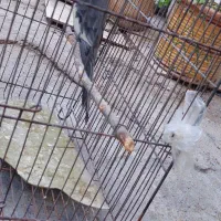 عروس هلندی خاکستری