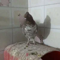 هفت رنگ کاکولی