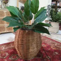 گل خارجی لمسی