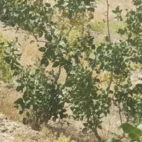 یک ونیم هکتار باغ پسته ۵ساله پیوند احمد اقایی|فروش زمین و ملک کلنگی|نیریز, |دیوار