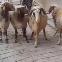 ۴راس قوچ فروشی