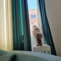 استخدام خانه دار
