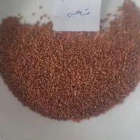 فروش تخم تره شادگانی