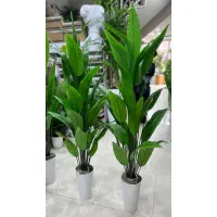درختچه کنار سالنی