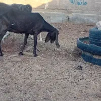 بز پاکستانی چند قلو زا|حیوانات مزرعه|سمنان, |دیوار