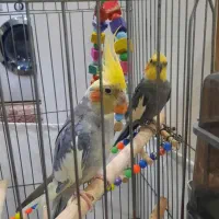 عروس هلندی دوعدد نر  بسیار سالم وسرحال