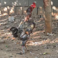 خروس لاری