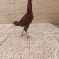 مرغ و خروس لاری افغان|حیوانات مزرعه|قرچک, داوود آباد|دیوار