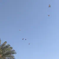 کبوتر پلاکی|پرنده|حمیدیه, |دیوار