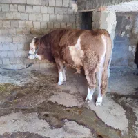 گوساله یکساله نر سیمینتال