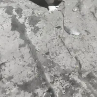 کفتر بهبونی|پرنده|شیراز, جوادیه|دیوار