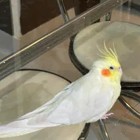 عروس هلندی ماده  لوتنیو سفید دستی گلسار رشت|پرنده|رشت, گلسار|دیوار