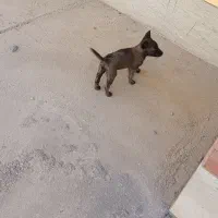 مالینویز|سگ|جیرفت, |دیوار