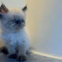 پرشین بلو پوینت میکس سیامی