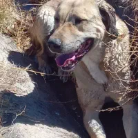 واگذاری|سگ|خنداب, |دیوار