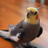 عروس هلندی گمشده