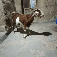 یک بز پیر