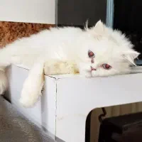 گربه پرشین.|گربه|گرگان, |دیوار