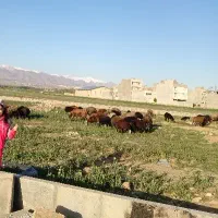 باغ-ویلا-در-سعداباد