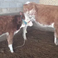 گوساله و گاو شیری|حیوانات مزرعه|باوی, |دیوار