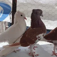 کفتر کاکل پاچکمه