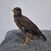 پرنده