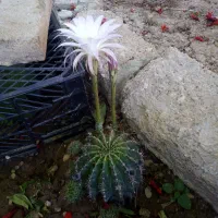 کاکتوس گل دار