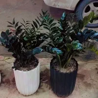 گل طبیعی  زامفولیا سوپر بلک وارداتی عمده و تک