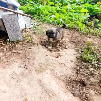 واگذاری توله سرابی|سگ|رشت, لاکان شهر|دیوار