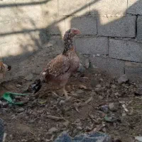 چهار تا مرغ تخم گذار