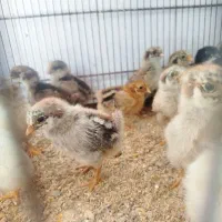 جوجه رسمی یه هفته ای