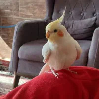 یک جفت عروس هلندی نر و ماده دستی