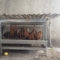 قفس مکانیزه و پلت مرغ تخم‌گذار