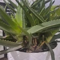 باغشهر ساوالان سلطانیه