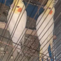 جفت عروس هلندی لوتینو با دوتا جوجه یکماهه