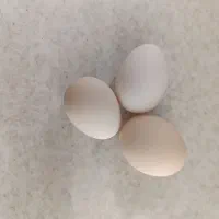 تخم مرغ بومی