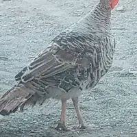 معاوضه با جفت قناری نروماده|پرنده|ایرانشهر, |دیوار