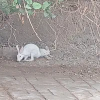 خرگوش بزرگ و کوچک تعداد ۱۰عدد