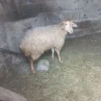 توغلی گیج مخصوص کشتار