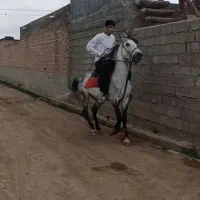 فروش اسب درجه یک به رنگ نیله فوق العاده سرودم گیر