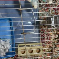 مرغ عشق مولد|پرنده|ملارد, |دیوار