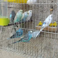 یک جفت مرغ عشق جوان و یک عدد مرغ عسق نر تکی و کلی|پرنده|خلخال, |دیوار