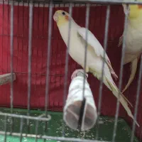 فروش عروس هلندی شیطون بازیگوش|پرنده|برخوار, |دیوار