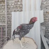 خروس لاری طوسی 4 دنگ