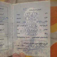واگذاری فوری|سگ|اصفهان, روشن‌دشت|دیوار