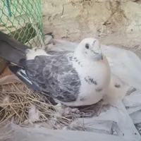 کبوتر|پرنده|کرمان, |دیوار
