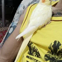 گمشده|پرنده|مینودشت, |دیوار