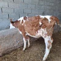 سیمینتال ماده